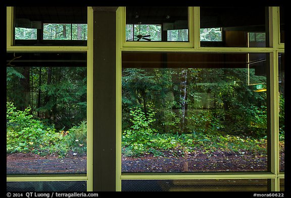 Rain forest window reflexion, Ohanapecosh Visitor Center. Mount Rainier National Park (color)