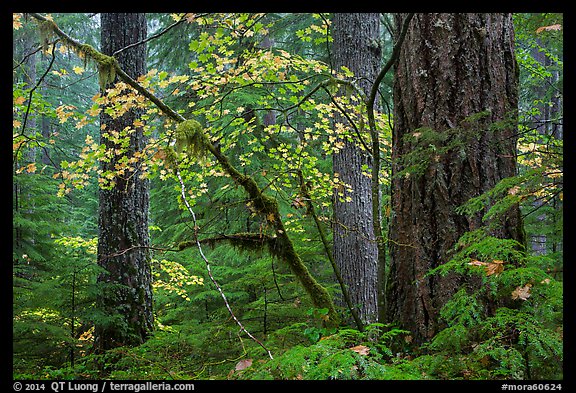 Vine maple and Ohanapecosh old-growth rain forest in autumn. Mount Rainier National Park (color)