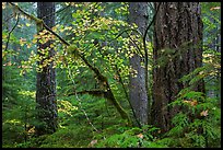 Vine maple and Ohanapecosh old-growth rain forest in autumn. Mount Rainier National Park ( color)