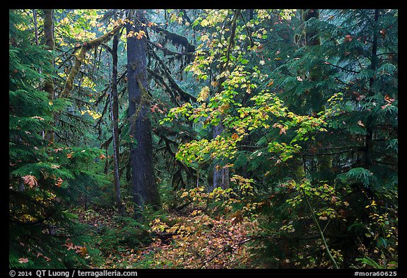 Ohanapecosh old-growth rain forest in autumn. Mount Rainier National Park (color)
