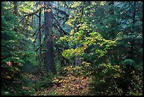 Ohanapecosh old-growth rain forest in autumn. Mount Rainier National Park ( color)