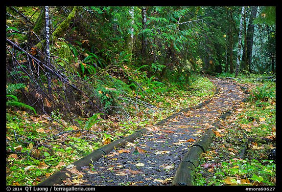 Forest trail in autumn, Ohanapecosh. Mount Rainier National Park (color)