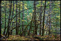 Mossy trees and autumn foliage, Ohanapecosh. Mount Rainier National Park ( color)