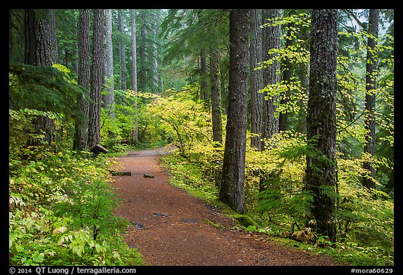 Trail in Ohanapecosh forest. Mount Rainier National Park (color)