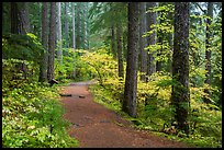 Trail in Ohanapecosh forest. Mount Rainier National Park ( color)