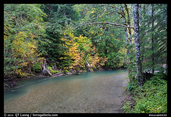 Ohanapecosh river bordered by trees in fall foliage. Mount Rainier National Park (color)