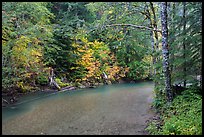 Ohanapecosh river bordered by trees in fall foliage. Mount Rainier National Park ( color)
