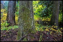 Grove of the Patriarchs in autumn. Mount Rainier National Park ( color)