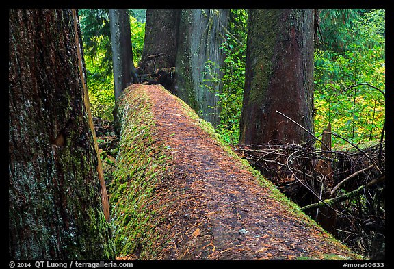 Fallen tree in autum, Grove of the Patriarchs. Mount Rainier National Park (color)