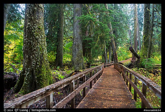 Boardwalk in autumn, Grove of the Patriarchs. Mount Rainier National Park (color)