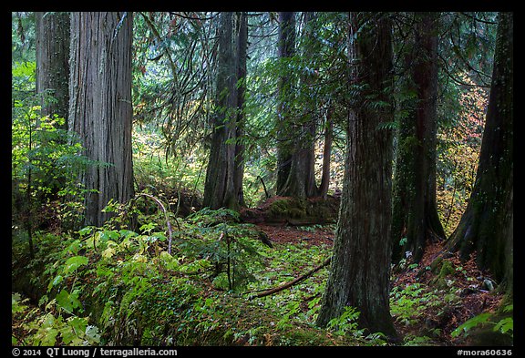 Old growth forest, Grove of the Patriarchs. Mount Rainier National Park (color)