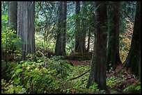 Old growth forest, Grove of the Patriarchs. Mount Rainier National Park ( color)