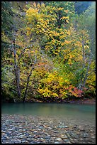 Vine maple in fall foliage along the Ohanapecosh River. Mount Rainier National Park ( color)
