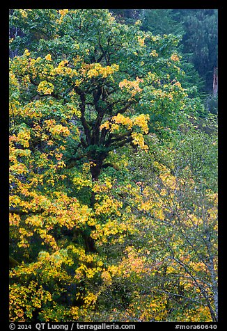 Bright yellow leaves and mossy tree, Ohanapecosh. Mount Rainier National Park (color)