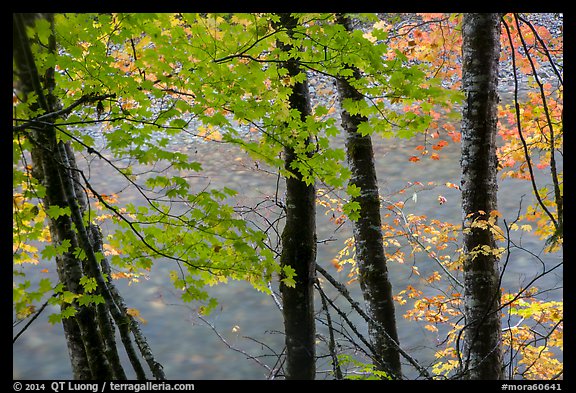 Maple trees leaves and branches lining up Ohanapecosh River. Mount Rainier National Park (color)