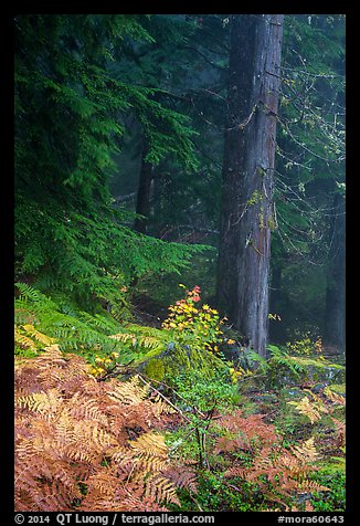 Ferns in autum color and old-growth forest. Mount Rainier National Park (color)
