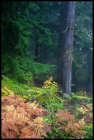Ferns in autum color and old-growth forest. Mount Rainier National Park ( color)