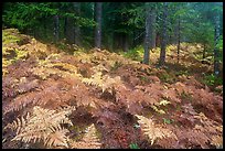Ferns in autumn and old-growth forest. Mount Rainier National Park ( color)