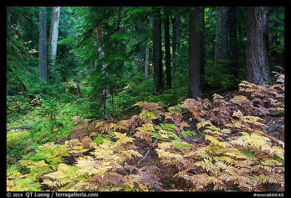 Ferns and old growth forest in autumn. Mount Rainier National Park (color)