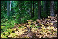 Ferns and old growth forest in autumn. Mount Rainier National Park ( color)