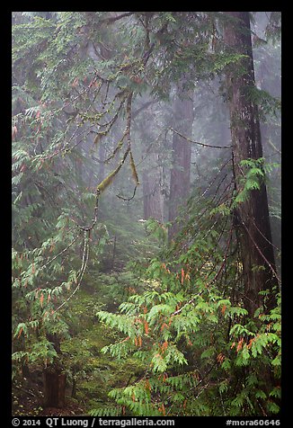 Old growth forest in fog. Mount Rainier National Park (color)