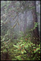 Old growth forest in fog. Mount Rainier National Park ( color)