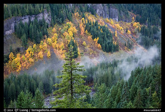 Stevens Canyon with trees in autumn foliage amongst evergreens. Mount Rainier National Park (color)