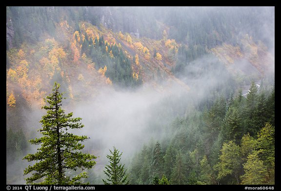 Fog and autumn colors, Stevens Canyon. Mount Rainier National Park (color)