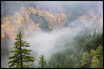 Fog and autumn colors, Stevens Canyon. Mount Rainier National Park ( color)