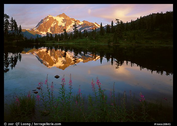 Fireweed, Mount Shuksan reflected in Picture lake, sunset. Washington, USA.