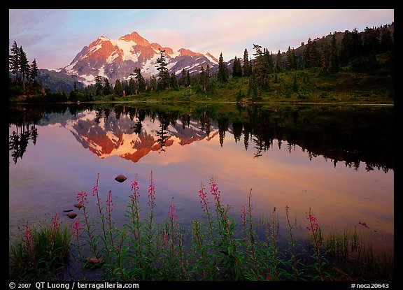 Fireweed flowers, lake with mountain reflections, Mt Shuksan, sunset, North Cascades National Park. Washington, USA.