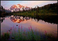 Fireweed flowers, lake with mountain reflections, Mt Shuksan, sunset, North Cascades National Park.  ( color)