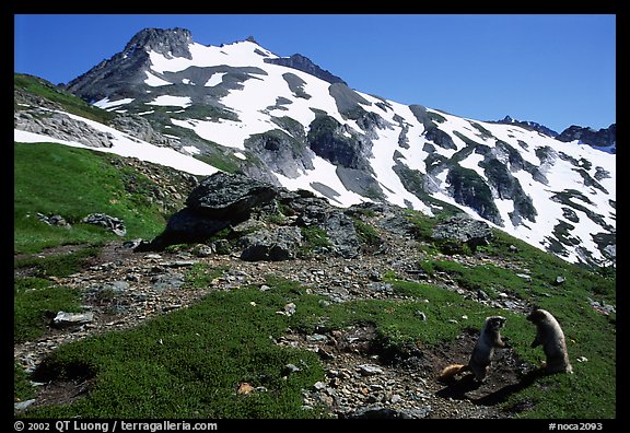 Marmots and Sahale Peak, morning, North Cascades National Park. Washington, USA.