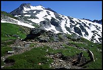 Marmots and Sahale Peak, morning, North Cascades National Park. Washington, USA. (color)