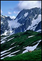 Elk and peaks, early summer, Sahale Arm, North Cascades National Park.  ( color)