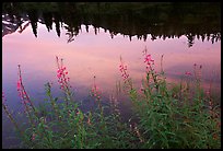 Pictures of Fireweed