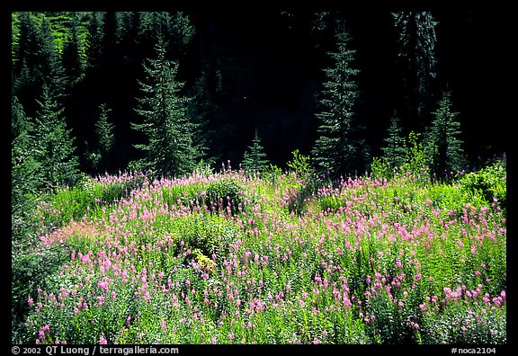 Wildflowers and spruce trees, North Cascades National Park. Washington, USA.