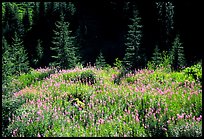 Wildflowers and spruce trees, North Cascades National Park. Washington, USA. (color)