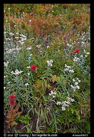 Wildflowers in bloom amidst ferns in autumn color, North Cascades National Park. Washington, USA.