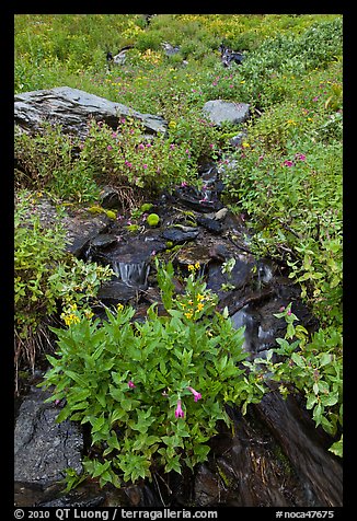 Wildflowers and stream, North Cascades National Park.  (color)