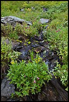 Wildflowers and stream, North Cascades National Park. Washington, USA. (color)
