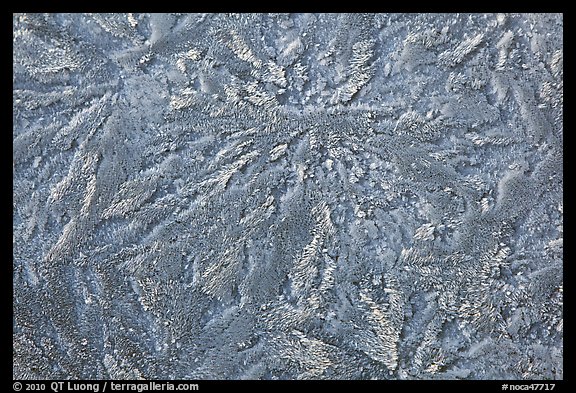 Hoar frost close-up, North Cascades National Park. Washington, USA.