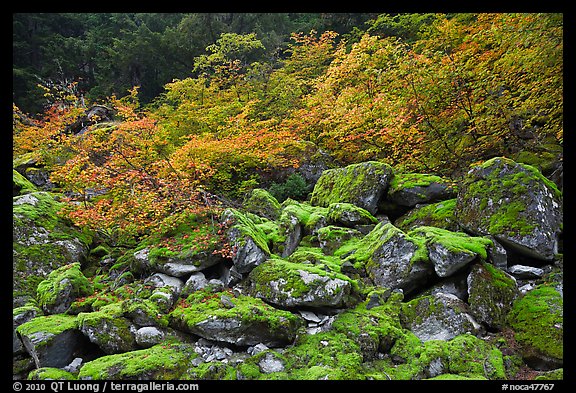Mossy boulders and vine mapples in fall autumn color, North Cascades National Park. Washington, USA.
