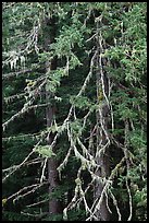Fir and lichen, North Cascades National Park.  ( color)