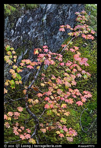 Vine maple leaves in fall color, moss and rock, North Cascades National Park. Washington, USA.
