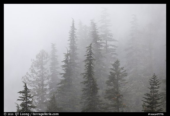 Firs in fog, North Cascades National Park. Washington, USA.