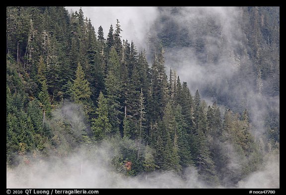 Tree ridge and fog, North Cascades National Park.  (color)