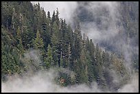 Tree ridge and fog, North Cascades National Park.  ( color)