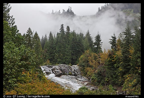 Stream, trees, and fog, North Cascades National Park.  (color)