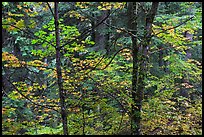 Mixed trees with fall colors, North Cascades National Park. Washington, USA.